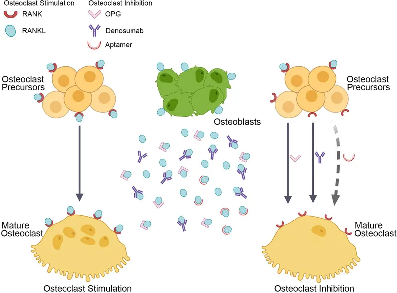 RANK-RANKL pathway and Denosumab mechanism of action