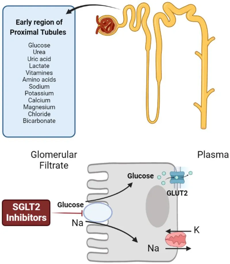 SGLT2 Inhibitor Mechanism of Action