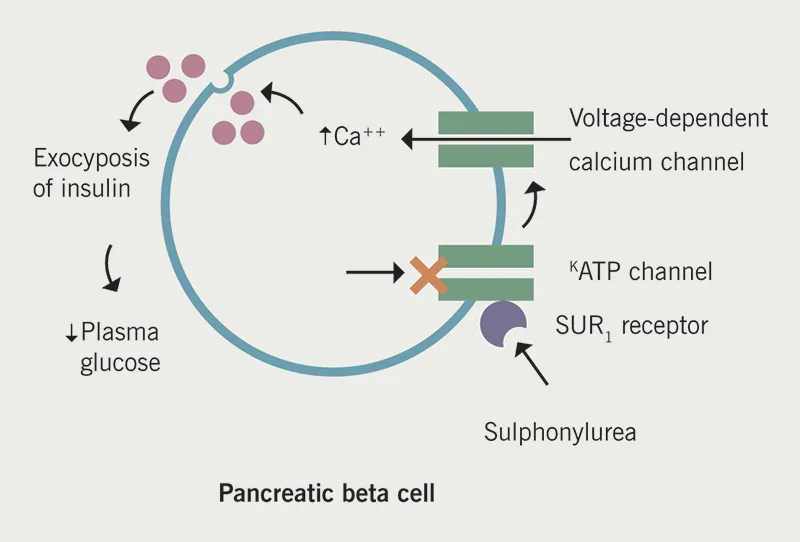 Sulfonylurea action on pancreatic beta cell K-ATP channel