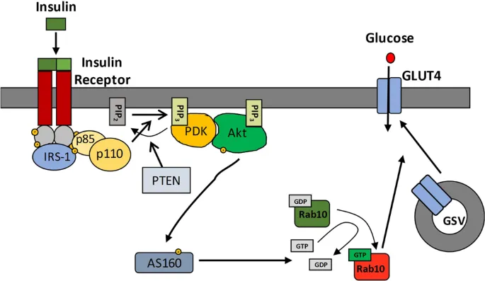Insulin signaling pathway and GLUT4 translocation