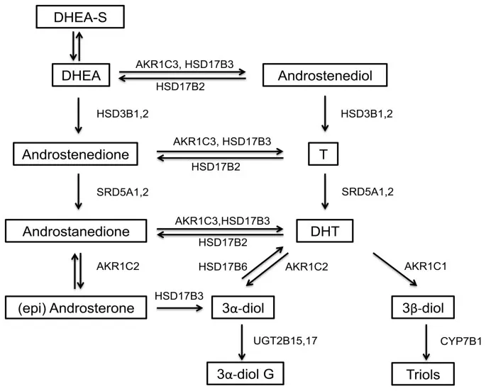 Androgen synthesis and metabolism pathway