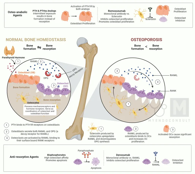 Bone Metabolism & Osteoporosis Drug Mechanisms