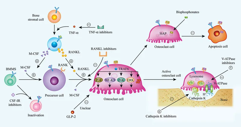 Bisphosphonate and RANKL inhibitor mechanisms on osteoclasts