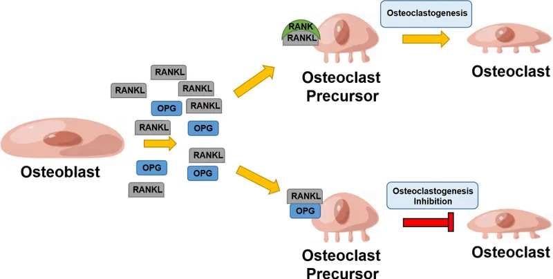 RANKL-OPG pathway in osteoclastogenesis and inhibition