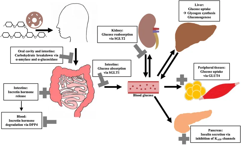 Glucose metabolism and incretin effect