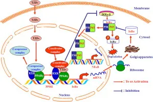 Thiazolidinedione PPAR-gamma activation mechanism