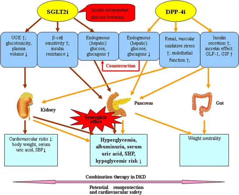 SGLT2i vs. DPP-4i Mechanisms & Combination Therapy