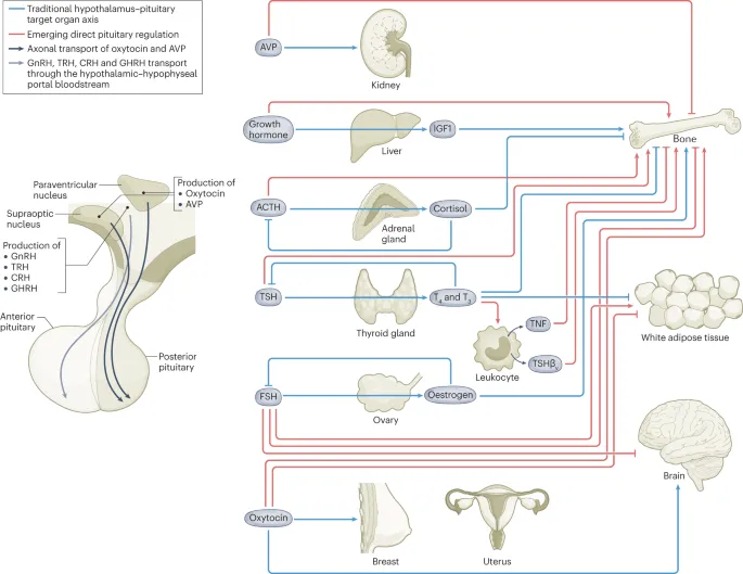 Hypothalamus-Pituitary Axis and Hormone Target Organs