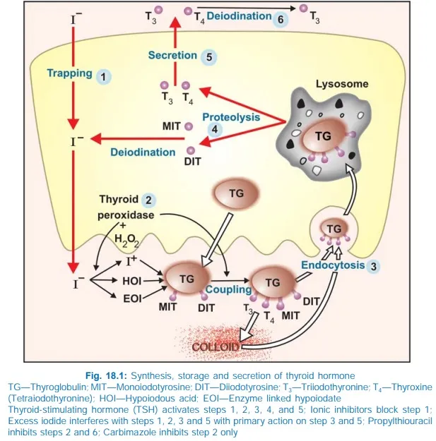 Thyroid Hormone Synthesis, Storage, and Secretion