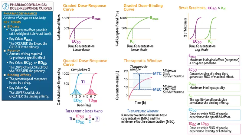 Pharmacodynamics: Dose-Response Curves & Key Terms