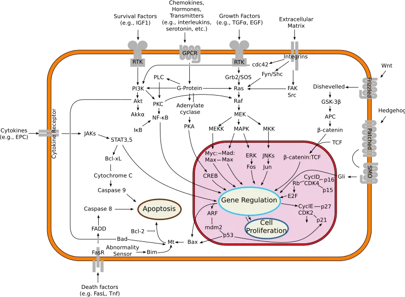 Major Signal Transduction Pathways