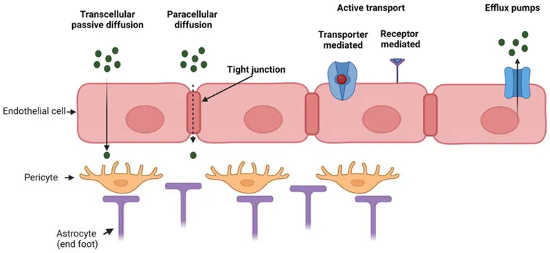 Cell membrane transport mechanisms