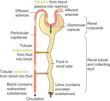 Renal Drug Excretion: Filtration, Reabsorption, Secretion