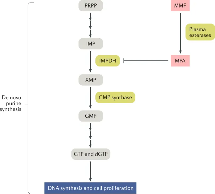 Mycophenolate's inhibition of de novo purine synthesis