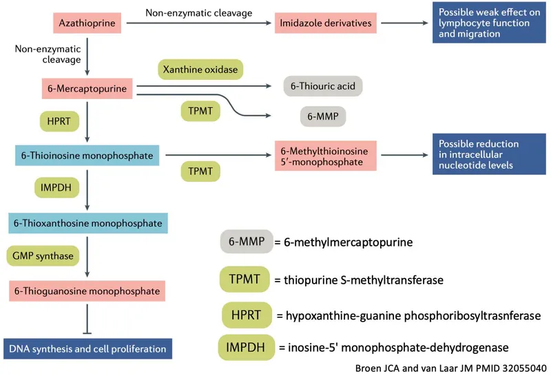 Azathioprine metabolism and mechanism of action