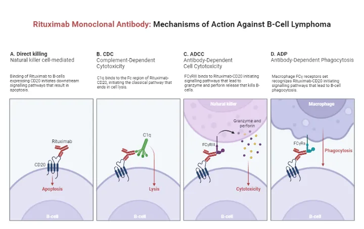 Rituximab Mechanisms of Action Against B-Cell Lymphoma