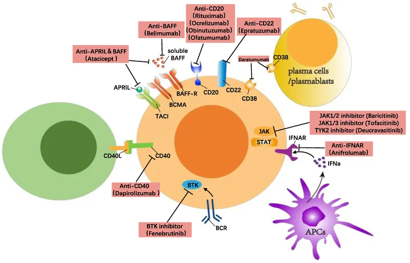 B-cell surface markers and therapeutic antibody targets