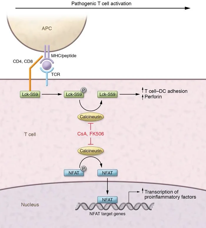 Calcineurin inhibitor mechanism of action on T cells