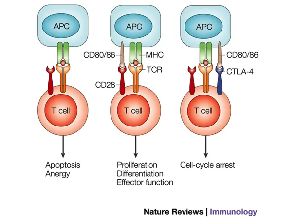T-cell costimulation: anergy, activation, and CTLA-4