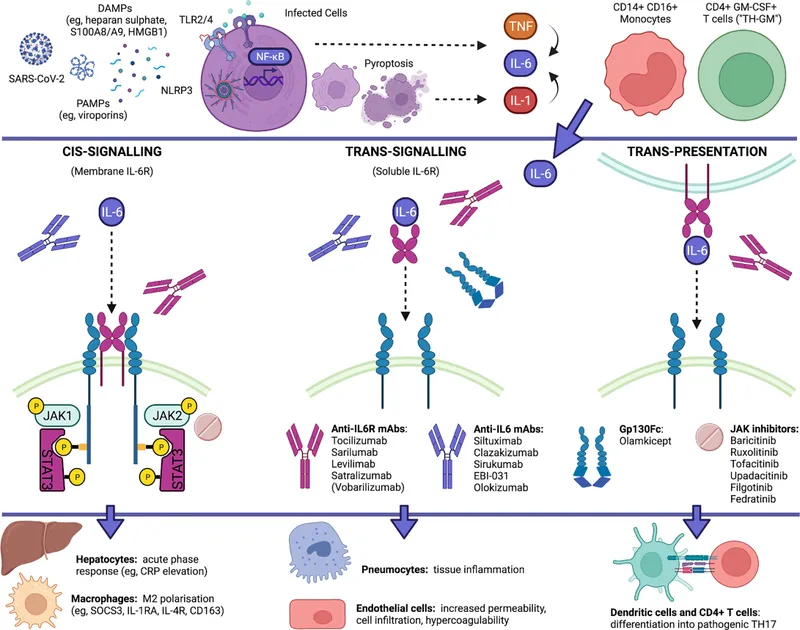 IL-6 Signaling & Inhibitors: Cis, Trans, Trans-Presentation