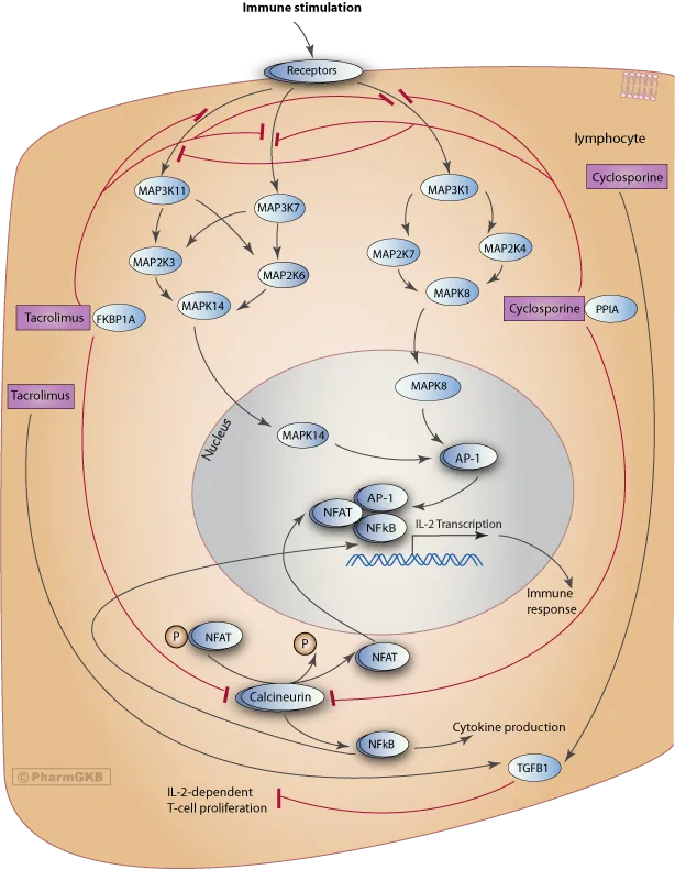 Calcineurin Inhibitor Mechanism of Action in Lymphocytes