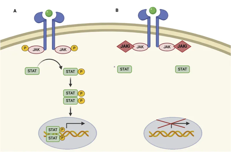JAK-STAT pathway and JAK inhibitor mechanism