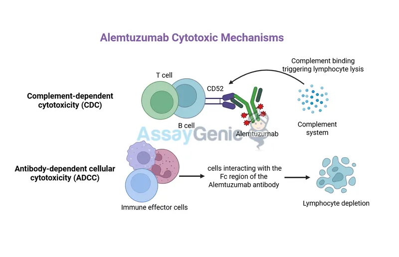 Alemtuzumab Cytotoxic Mechanisms