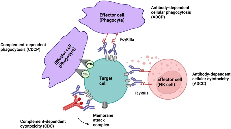 T-cell depletion by therapeutic antibodies