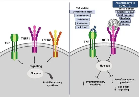 TNF inhibitors: mechanism and types