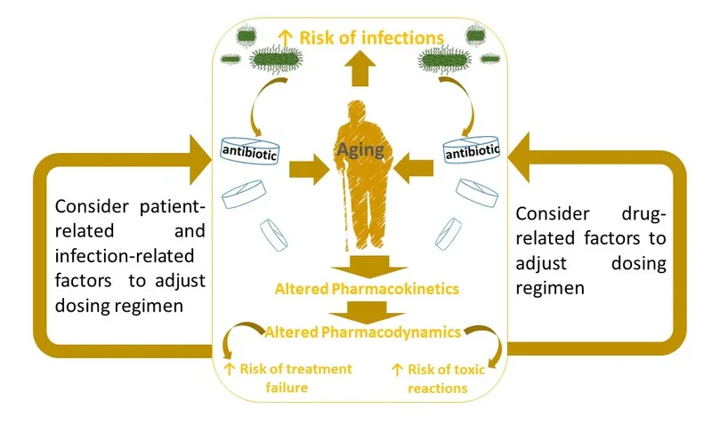 Aging and Antibiotic Dosing Considerations