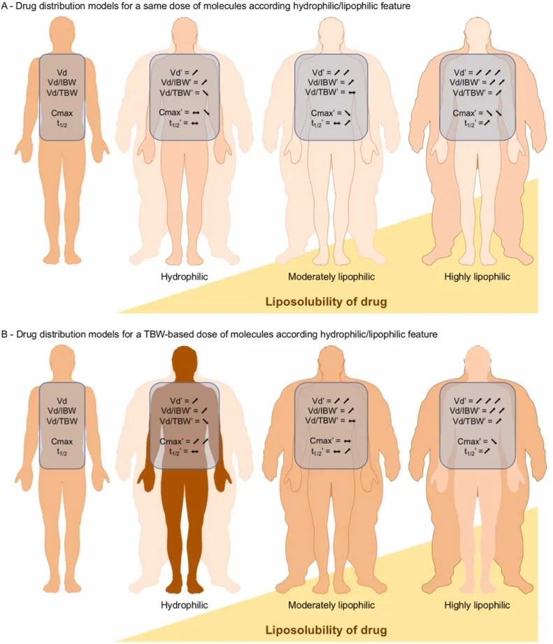 Drug distribution by lipophilicity and body composition
