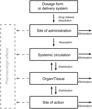 Pharmacokinetics: Drug Administration to Site of Action