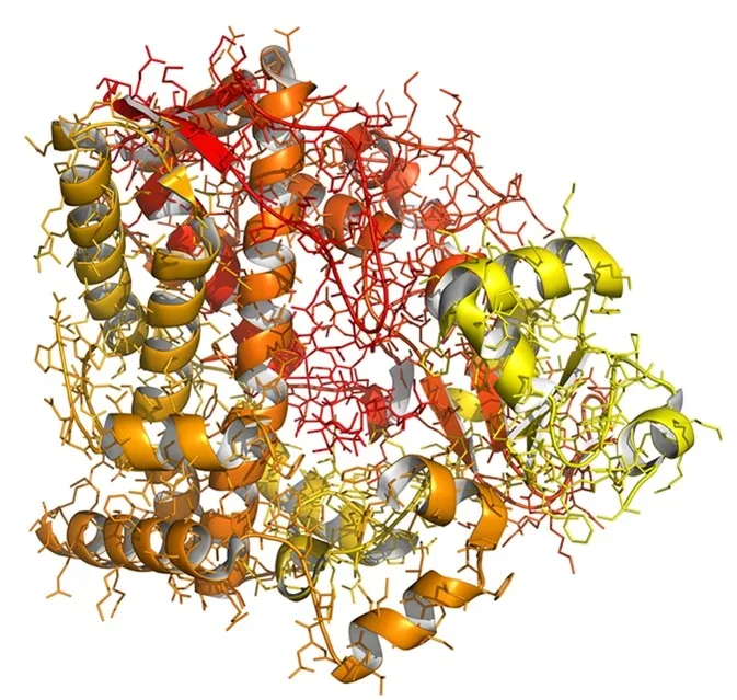 Cytochrome P450 enzyme structure