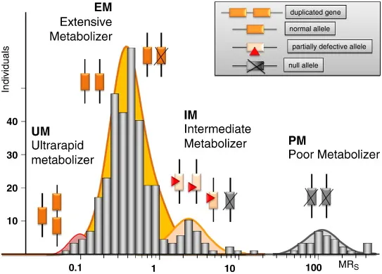 CYP enzyme polymorphisms and metabolizer phenotypes