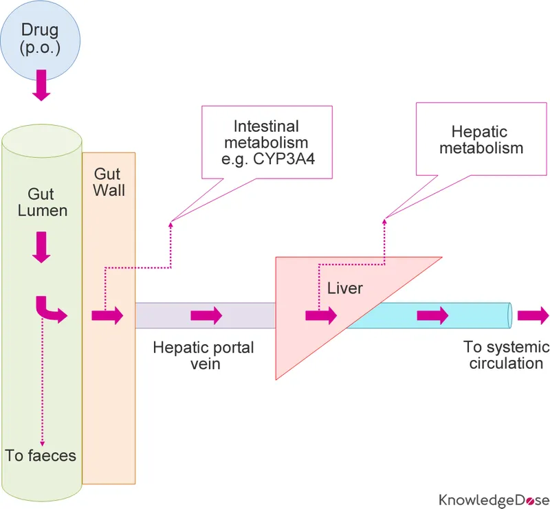 First-pass metabolism of orally administered drugs