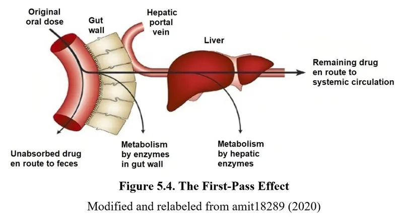 First-Pass Effect: Oral Drug Absorption and Metabolism