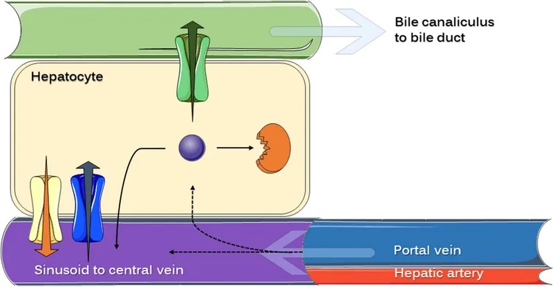 Drug transport and metabolism in a hepatocyte
