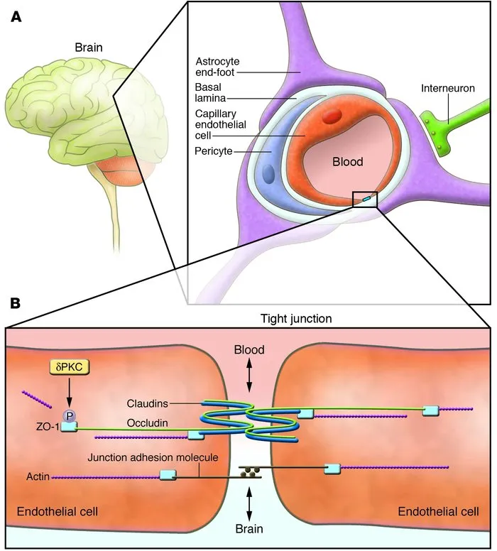 Blood-Brain Barrier Structure and Tight Junctions