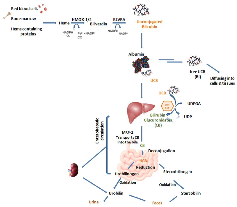 Bilirubin Metabolism and Glucuronidation Pathway