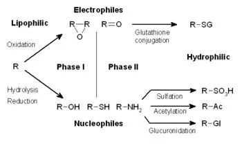 Phase I and II Drug Metabolism Pathways