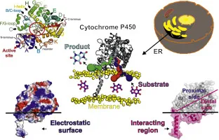 Cytochrome P450 enzyme structure and membrane interaction