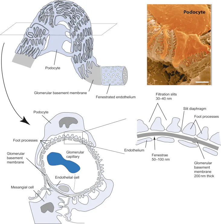 Glomerular filtration barrier with podocyte SEM