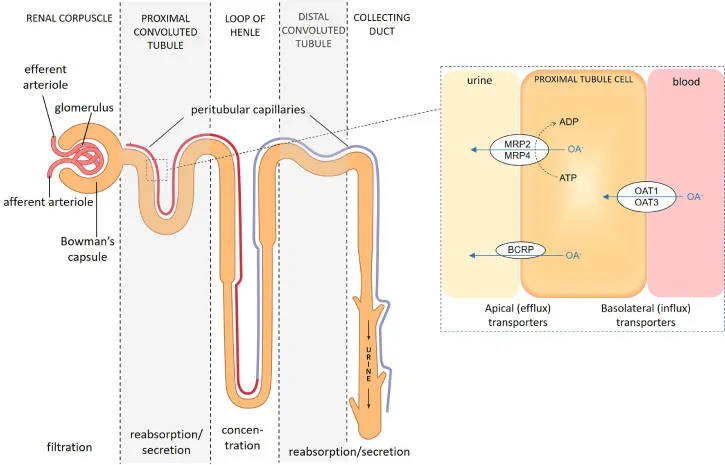 Renal Excretion: OAT/OCT Transporters in Proximal Tubule