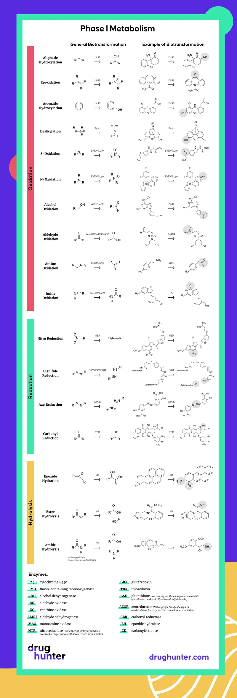 Phase I Metabolism: Oxidation, Reduction, Hydrolysis