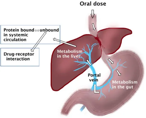 Drug metabolism in liver and gut after oral dose
