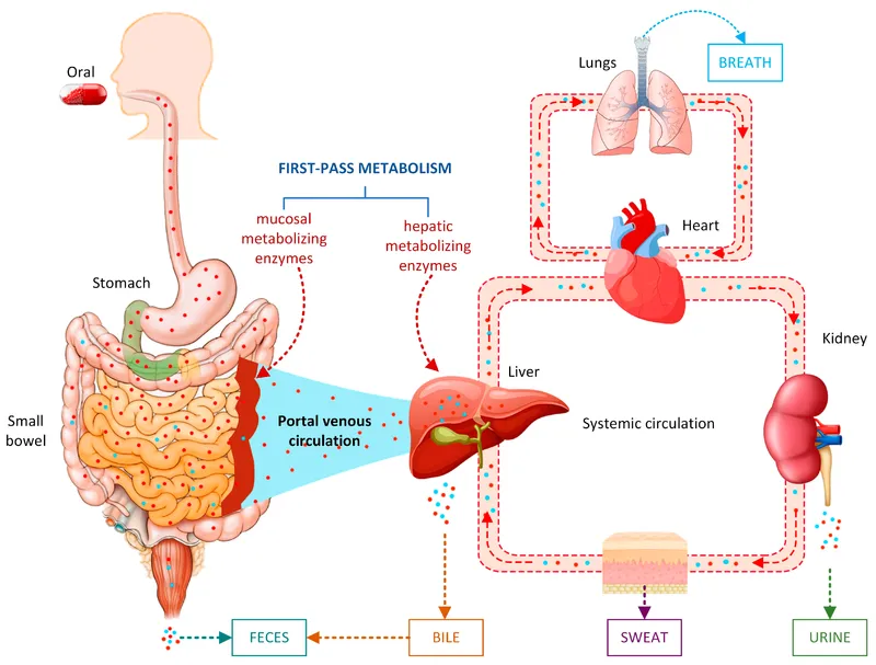 Drug excretion pathways