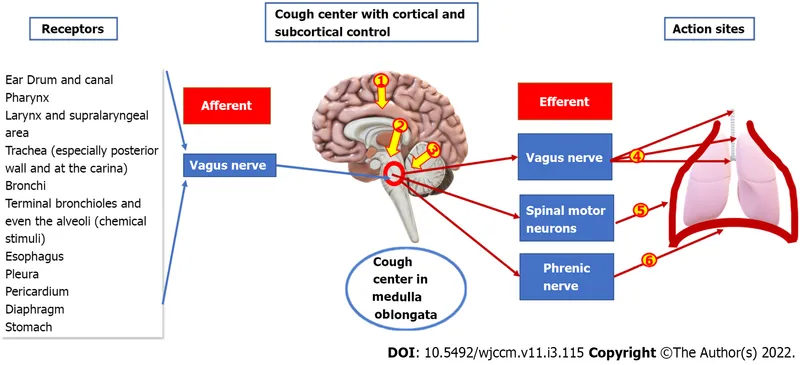 Cough reflex pathway diagram