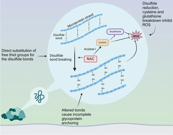 NAC mucolytic action on mucoprotein disulfide bonds