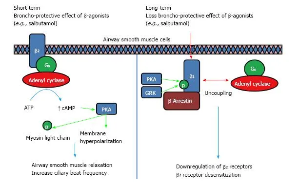 Beta-2 adrenergic receptor signaling short and long term
