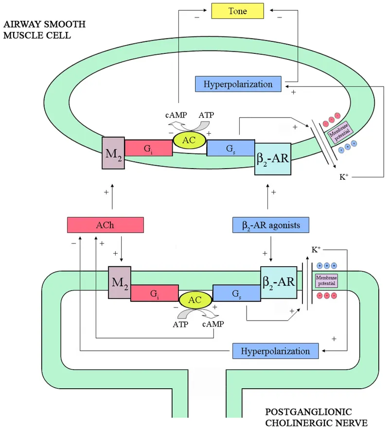 Bronchial smooth muscle relaxation pathways diagram